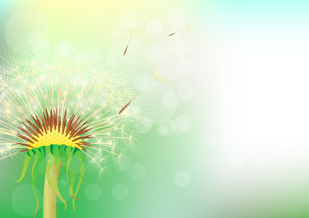 dandelion on an abstract background のイラスト素材