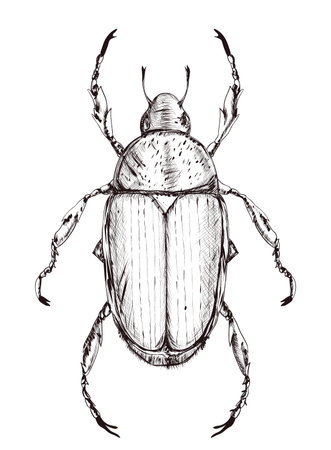 Outline Japanese beetle isolated on white background. black on white. hatching rough
style. vector illustrationのイラスト素材