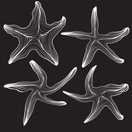 set of starfish contour of the lines. white outline on dark background. vector illustration.のイラスト素材