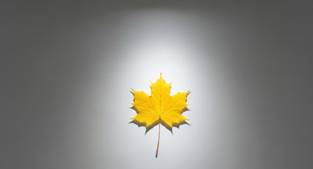 A photographic minimalist shot of a single yellow autumn maple leaf in a spotlight on a gray gradient backgroundの素材