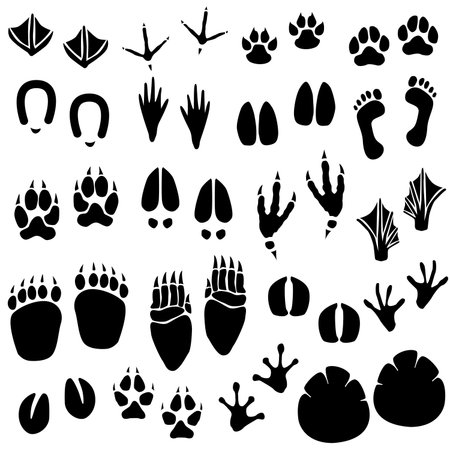 Animal Footprint Track Vectorのイラスト素材