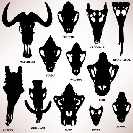 Animal Skull Bone Skeletonのイラスト素材