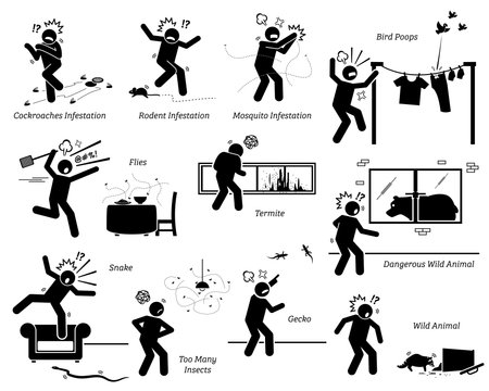 Wild animals, insects, and pests problem at people house home. Vector illustrations of pest infestations, pigeons poops, and dangerous wild animals trespassing human home.のイラスト素材