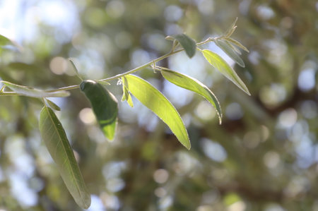 Macro photography of a green leaf on a tree branchの写真素材
