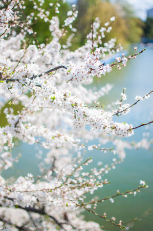 A closeup view of delicate white flowers blossoming on a tree branch against a backdrop of green grass and blue sky in a natural landscapeの写真素材