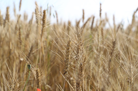 Close up of wheat ears, field of wheat in a summer day. Harvesting period. High quality photoの写真素材