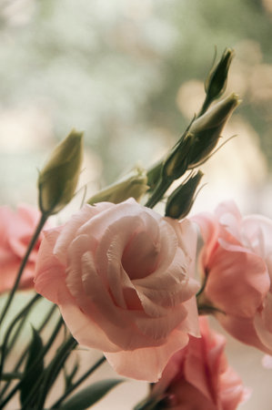 A closeup view of delicate white flowers blossoming on a tree branch against a backdrop of green grass and blue sky in a natural landscapeの写真素材