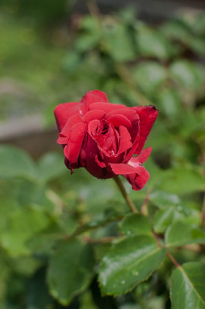 A closeup view of delicate white flowers blossoming on a tree branch against a backdrop of green grass and blue sky in a natural landscapeの写真素材