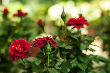 A closeup view of delicate white flowers blossoming on a tree branch against a backdrop of green grass and blue sky in a natural landscapeの写真素材
