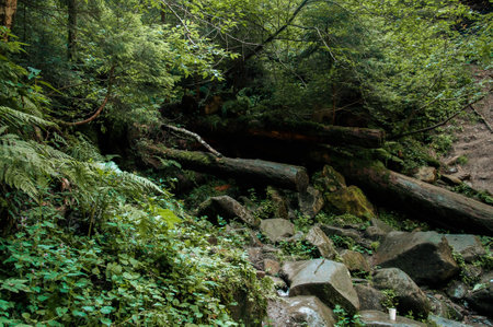 small Carpathians river from Ukraine. High quality photoの写真素材