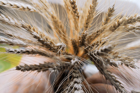 A man holds golden ears of wheat against the background of a ripening field. Farmer's hands close-up. The concept of planting and harvesting a rich harvest. Rural landscape at sunset. High quality photoの写真素材