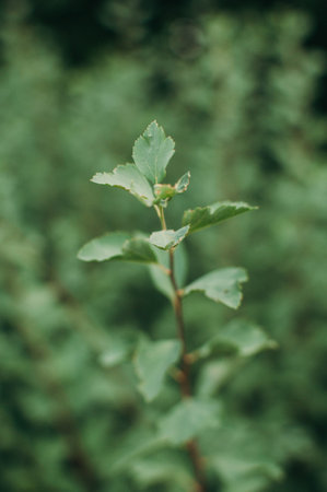 Close-up branch of barberry bush with green berries. High quality photoの写真素材