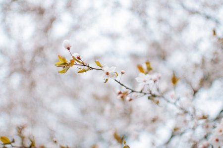 Closeup of white blossoms on a apple twig in natural landscape. High quality photoの写真素材