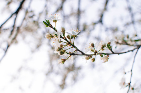 Closeup of white blossoms on a apple twig in natural landscape. High quality photoの写真素材