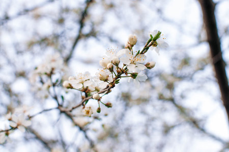 Closeup of white blossoms on a apple twig in natural landscape. High quality photoの写真素材