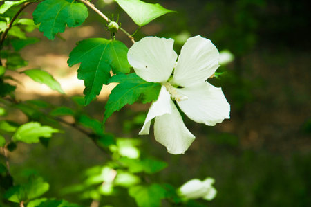 Closeup of white blossoms on a apple twig in natural landscape. High quality photoの写真素材