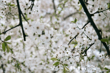 Closeup of white blossoms on a apple twig in natural landscape. High quality photoの写真素材