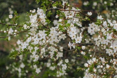 Closeup of white blossoms on a apple twig in natural landscape. High quality photoの写真素材