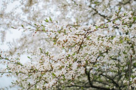 Closeup of white blossoms on a apple twig in natural landscape. High quality photoの写真素材
