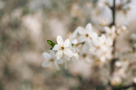 Closeup of white blossoms on a apple twig in natural landscape. High quality photoの写真素材