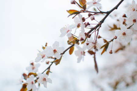 Closeup of white blossoms on a apple twig in natural landscape. High quality photoの写真素材