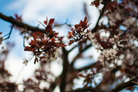 Closeup of white blossoms on a apple twig in natural landscape. High quality photoの写真素材