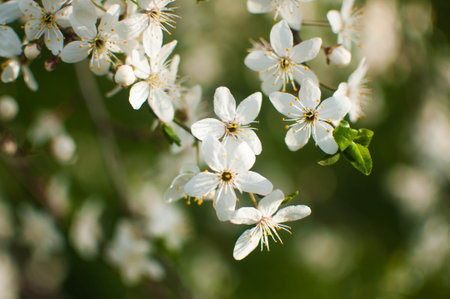 Closeup of white blossoms on a apple twig in natural landscape. High quality photoの写真素材