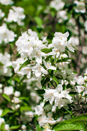 Closeup of white blossoms on a apple twig in natural landscape. High quality photoの写真素材