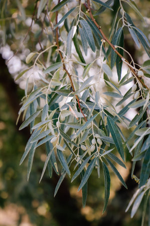 Macro photography of a green leaf on a tree branchの写真素材