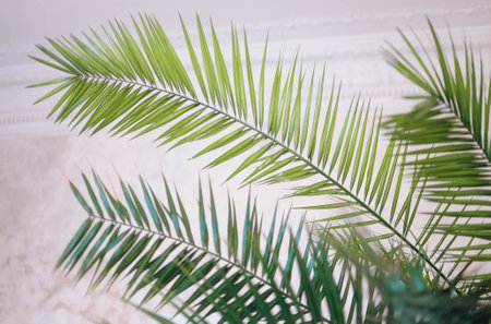 Minimal product placement background with palm shadow on plaster wall.の写真素材