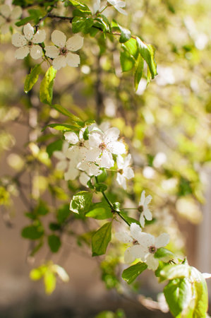 Closeup of white blossoms on apple a twig in natural landscapeの写真素材