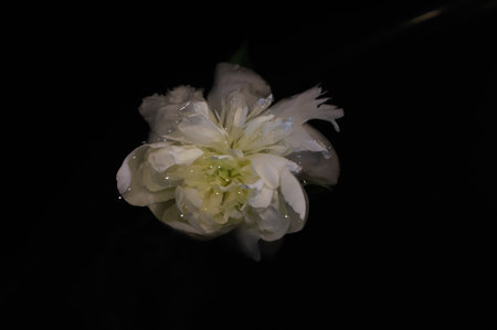 Water rain drops on wet window glass, peony flowers spring bloom, floral blossom of paeony. Springtime botanical flora. Pastel color spring paeonia inflorescence. Bouquet. Dew, droplets or raindrops. High quality photoの写真素材
