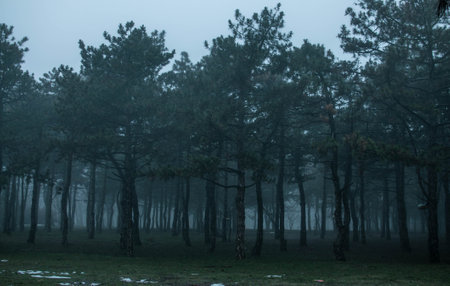 Panoramic view of forest with morning fog. High quality photoの写真素材