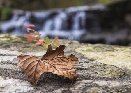 Single Autumn Leaf in front of a Waterfallの写真素材