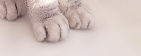 Close-up of fluffy paws of silver or grey scottish fold cat. High quality horizontal banner. Domestic animal themeの写真素材