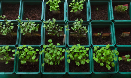 Seedlings in the spring on the window balcony. The development of seedlings in the soil. Agriculture and gardening. top view. High quality photoの写真素材