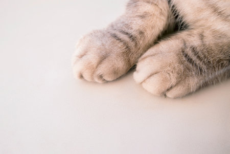 Close-up of fluffy paws of silver or grey scottish fold cat. High quality photo with copy space for text. Domestic animal themeの写真素材
