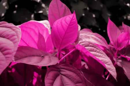Viva Magenta beautiful view of big leaves in monochrome color. Forest Viva Magenta colored plants. Copy space. Color of the year 2023の素材