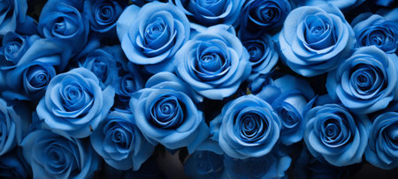 Many blue roses banner.の素材