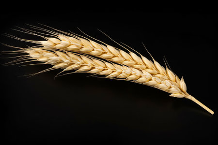 An ear of wheat isolated on black background.の素材