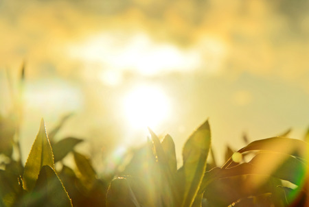 leaves of green and black tea against the sky in the sunlight in the Island Sri Lankaの写真素材