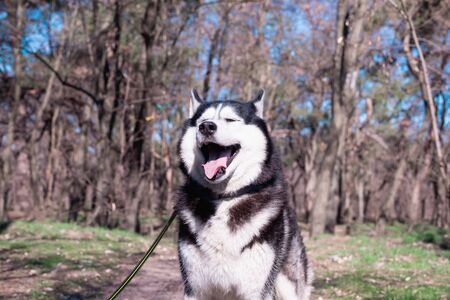 A funny husky dog laughs and shows his tongueの写真素材