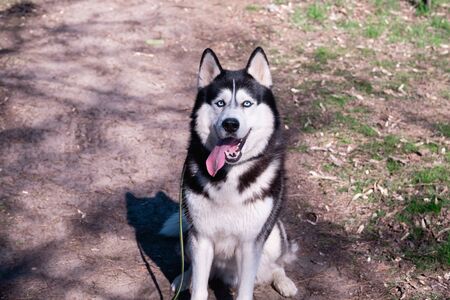 A funny husky dog laughs and shows his tongueの写真素材