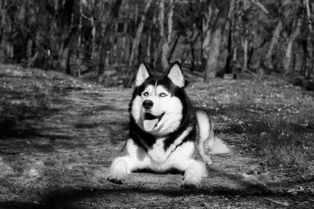 One Husky dog laughs and shows tongue, pleased Malamute lies in the forest on the ground and looks...