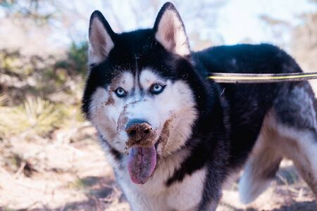Funny Husky dog laughs and shows tongue, sly dog, satisfied Malamute standing in the forest.