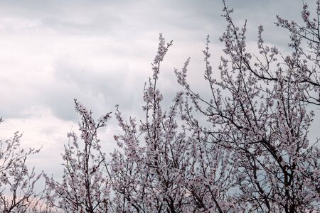 tender blooming in spring, young leaves, warming on a sunny day. beautiful young apricot flower on a green branch in the garden, close-upの写真素材