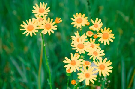 yellow daisy flowers in green grass, blooming in early spring, warming.
