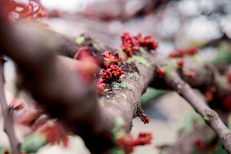 tender blooming in spring, young leaves, warming on a sunny day. beautiful young apricot flower on a green branch in the garden, close-up.の写真素材