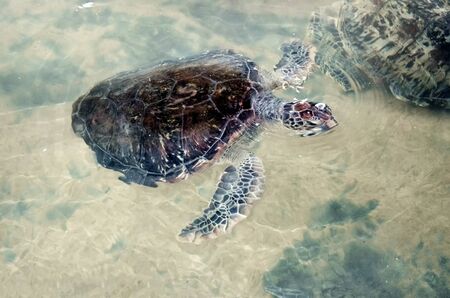 Big young turtles swim in the water, environmental pollution, saving animals in the Sea Turtles...