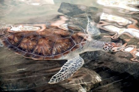 Big young turtles swim in the water, environmental pollution, saving animals in the Sea Turtles Conservation Research Project Center in Bentota, Sri Lanka.
の写真素材